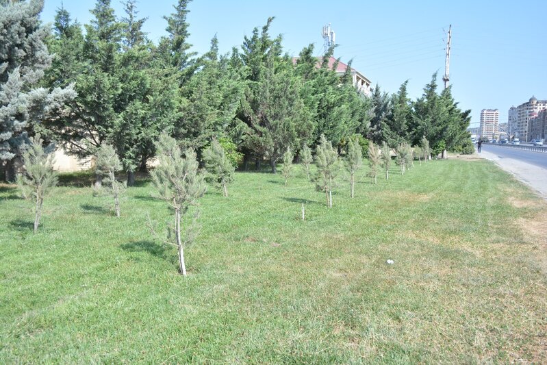 Abşeronda yaşıllaşdırma işləri davam edir - FOTOLAR