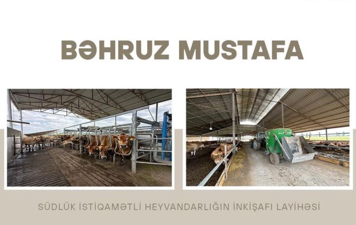 İş adamı Bəhruz Mustafa südlük heyvandarlıq üçün ucuz kredit aldı