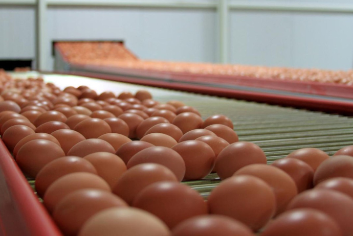 Dünyada yumurta kəskin bahalaşıb – SAKİNLƏR TOYUQ ALIRLAR
