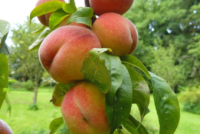 Azərbaycanın xaricə satdığı şəftalı kəskin artdı - 110 MİLYON DOLLAR