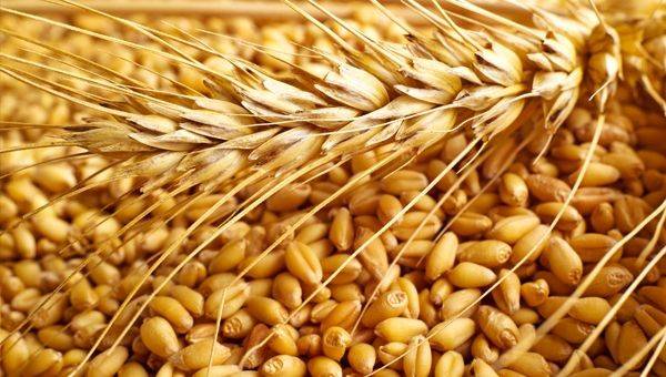 Ukrayna yaxın günlərdə qlobal bazara taxıl ixracını reallaşdırmağa hazırlaşır