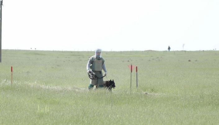 Qubadlıda mina partladı: Bələdçi yaralandı, minaaxtaran it tələf oldu