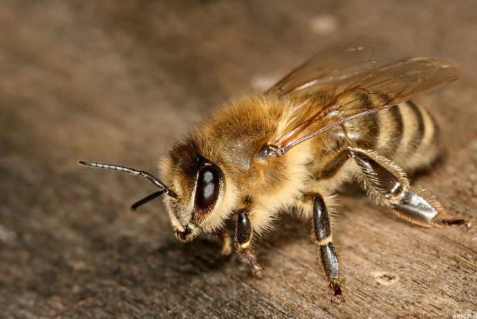 Xaricdən Azərbaycana gətirilən arılar - 10% BAHALAŞIB