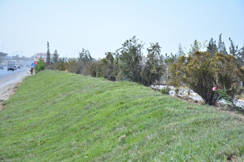 Abşeronda yaşıllaşdırma işləri davam edir - FOTOLAR