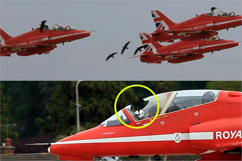 Britaniyada aviaşouda insident: Quşlar təyyarələrə qarşı - FOTO