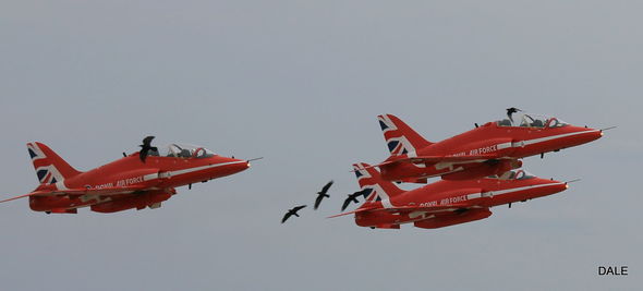 Britaniyada aviaşouda insident: Quşlar təyyarələrə qarşı - FOTO
