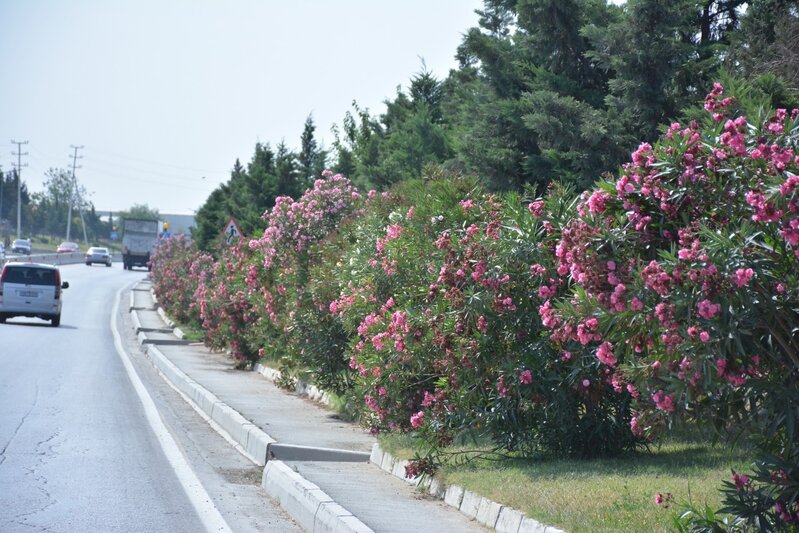 Abşeronda yaşıllaşdırma işləri davam edir - FOTOLAR