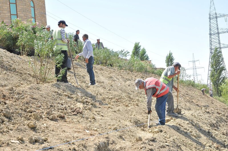 Abşeron rayonunda yeni yaşıllıq sahələri salınır - FOTOLAR