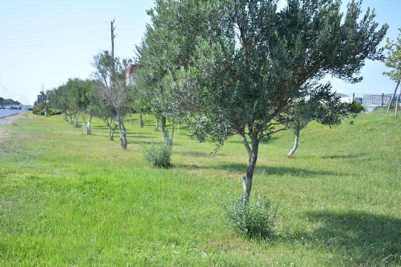Abşeronda yaşıllaşdırma işləri davam edir - FOTOLAR