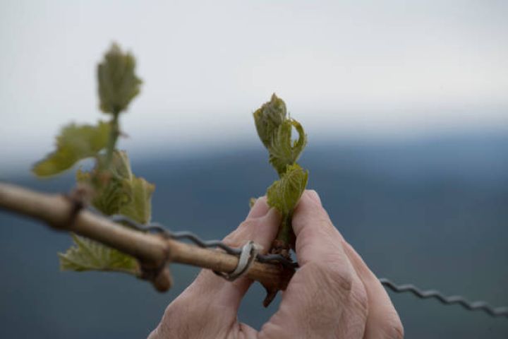 Qeyri-sabit hava şəraiti səbəbindən Aqrar Sığorta Fonduna müraciətlər artıb