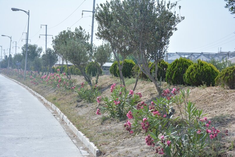 Abşeronda yaşıllaşdırma işləri davam edir - FOTOLAR