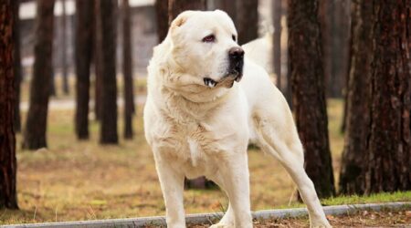 Türkmənistan ölkədən Alabayların ixracını məhdudlaşdırır