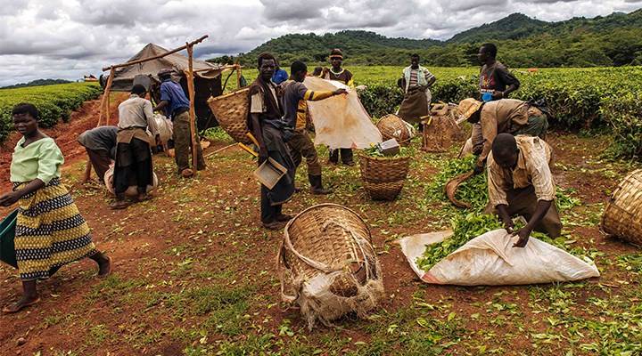 Şərqi Afrikada 50 milyondan çox insan qida çatışmazlığı ilə üzləşə bilər