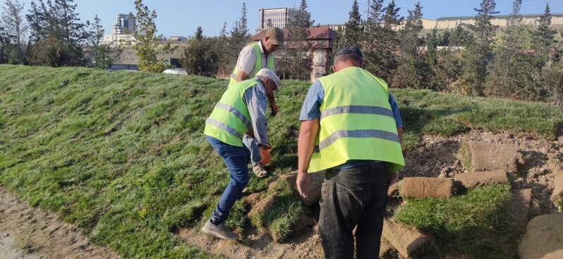 Abşeronda yaşıllaşdırma işləri davam edir - FOTOLAR
