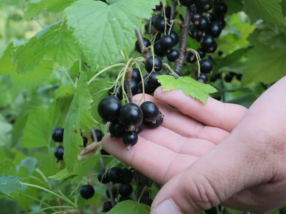 İnsanı xərçəngdən və sonsuzluqdan qoruyan avqust giləmeyvələri - FOTO