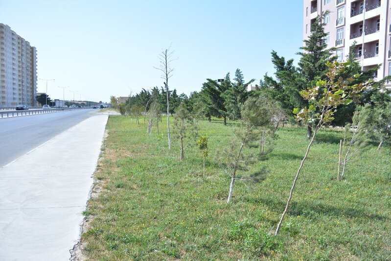 Abşeronda yaşıllaşdırma işləri davam edir - FOTOLAR