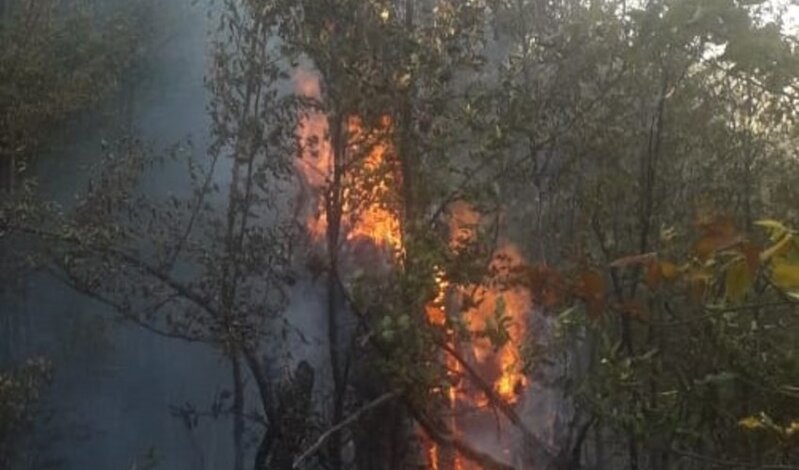 Şabranda meşəni bu səbəbdən yandırıblar - RƏSMİ AÇIQLAMA - VİDEO