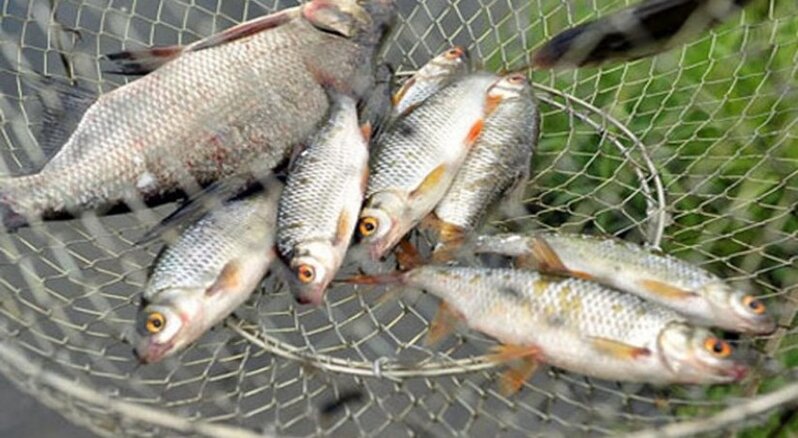 Qanunsuz ov edən şəxslər cəzalandırılıb