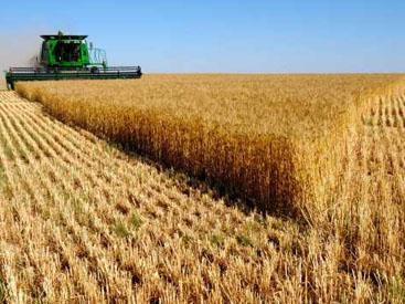 ABŞ və Səudiyyə Ərəbistanı taxıl ixracında Ukraynaya kömək etmək niyyətindədir