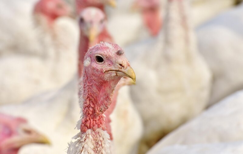 Ev quşlarının qiyməti kəskin bahalaşdı