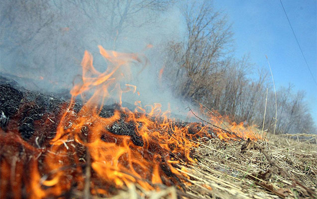 Balakəndə fındıq bağlarında yanğın oldu